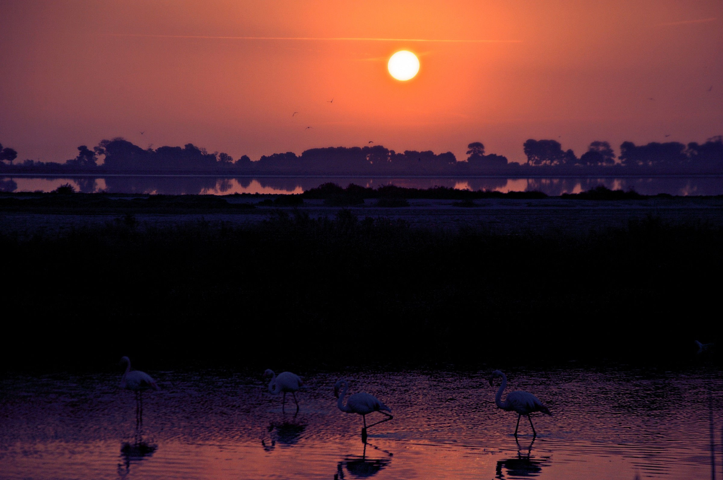 Fenicotteri all'alba