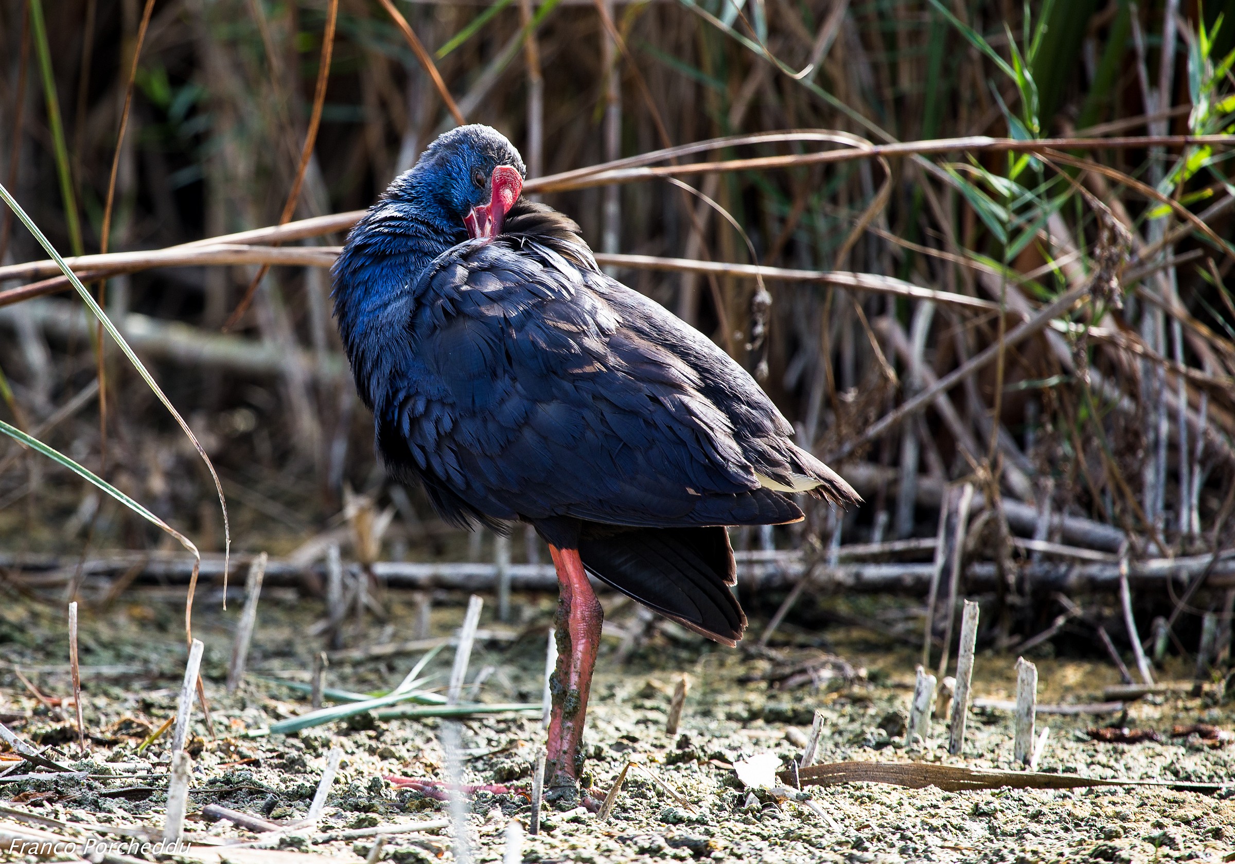Purple Gallinule
