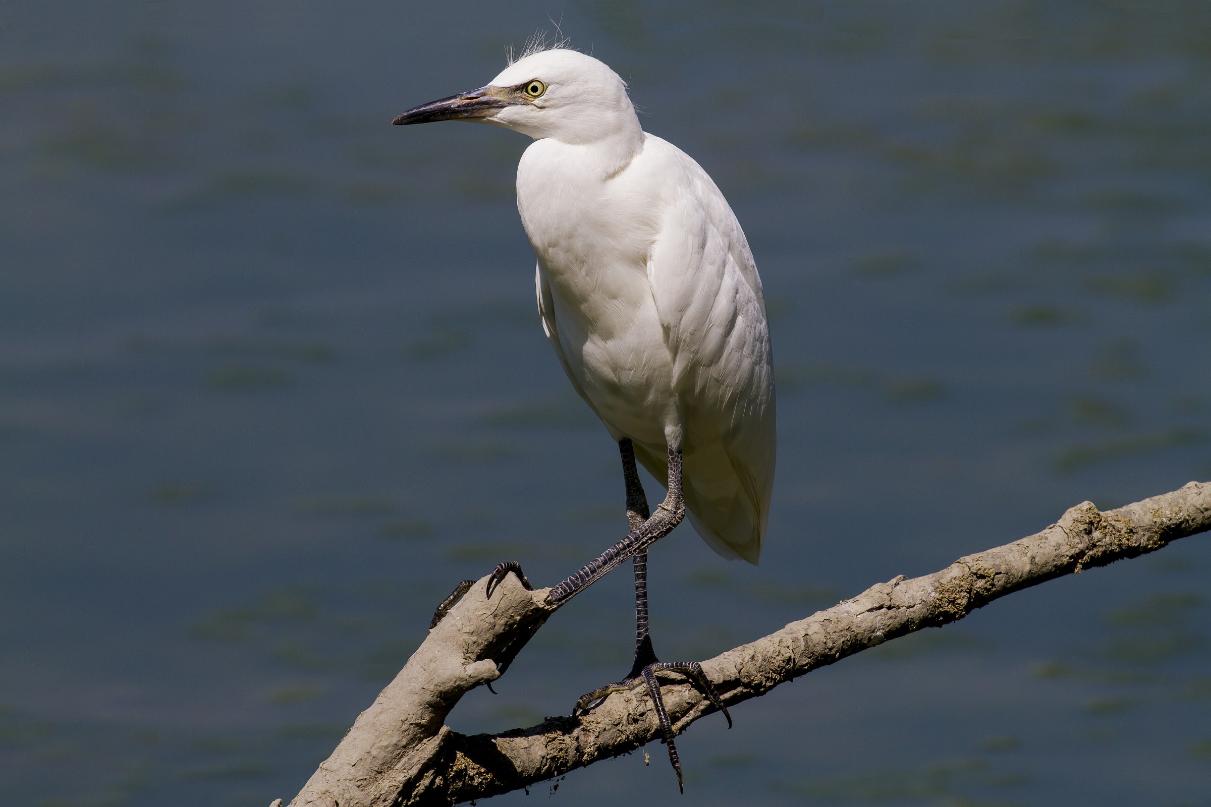 Guardabuoi Juv appollaiato