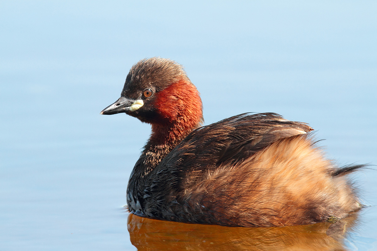 Little Grebe