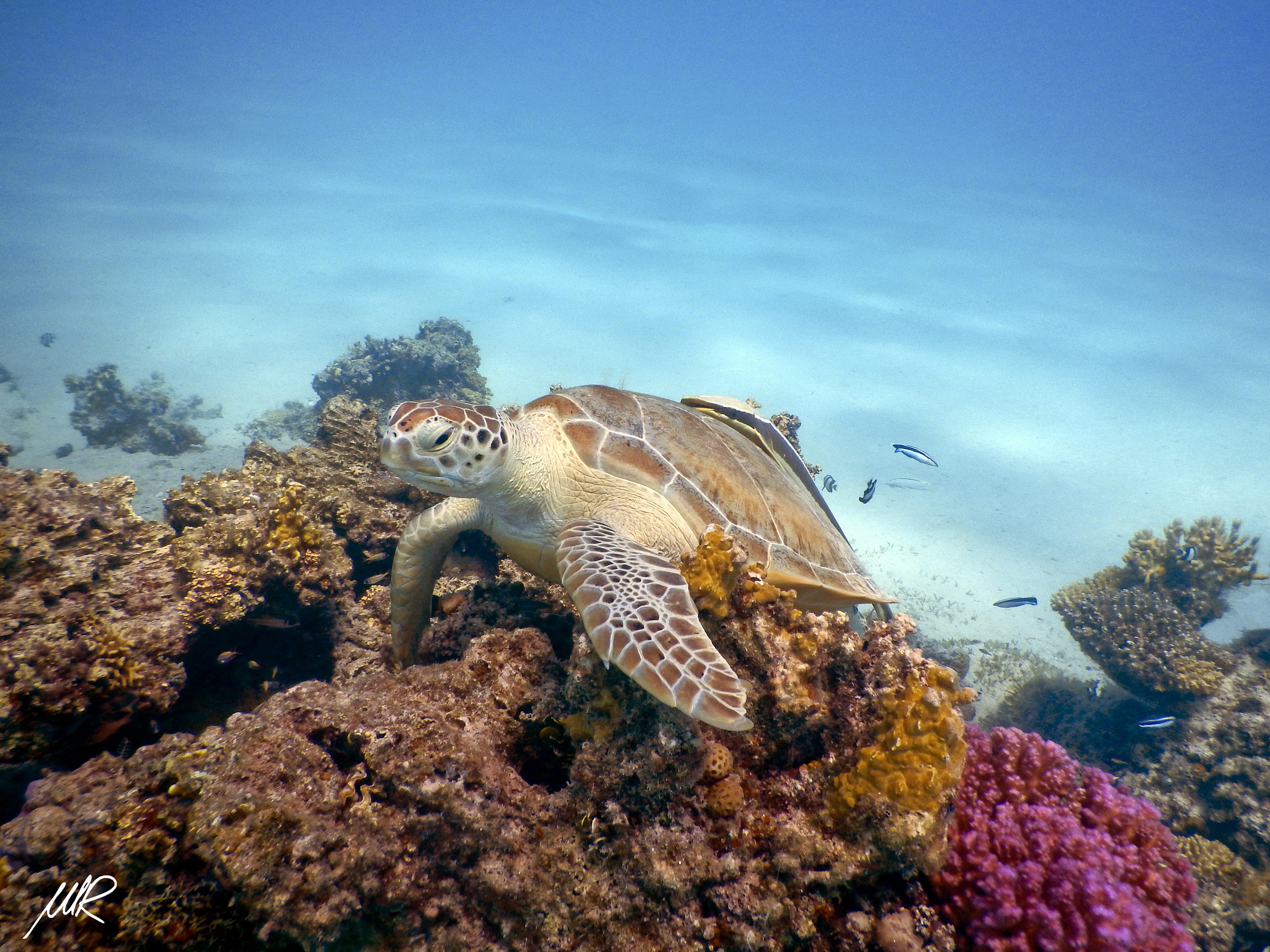Turtle on coral