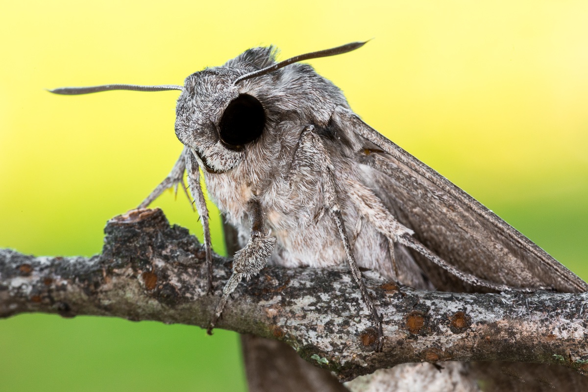 Sphinx of bindweed (morning glory Agrius) -ritratto