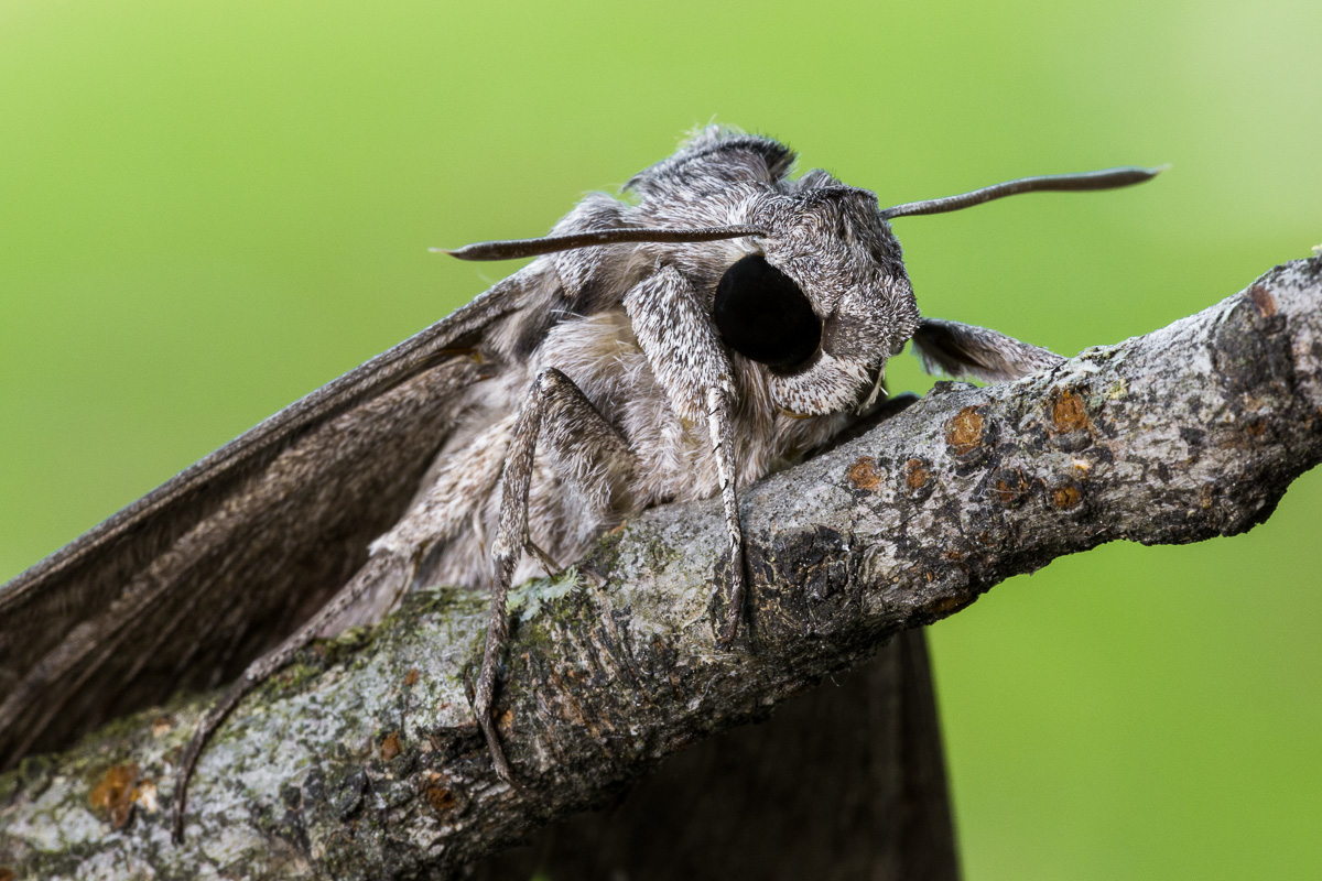 Sphinx of bindweed (morning glory Agrius) -ritratto