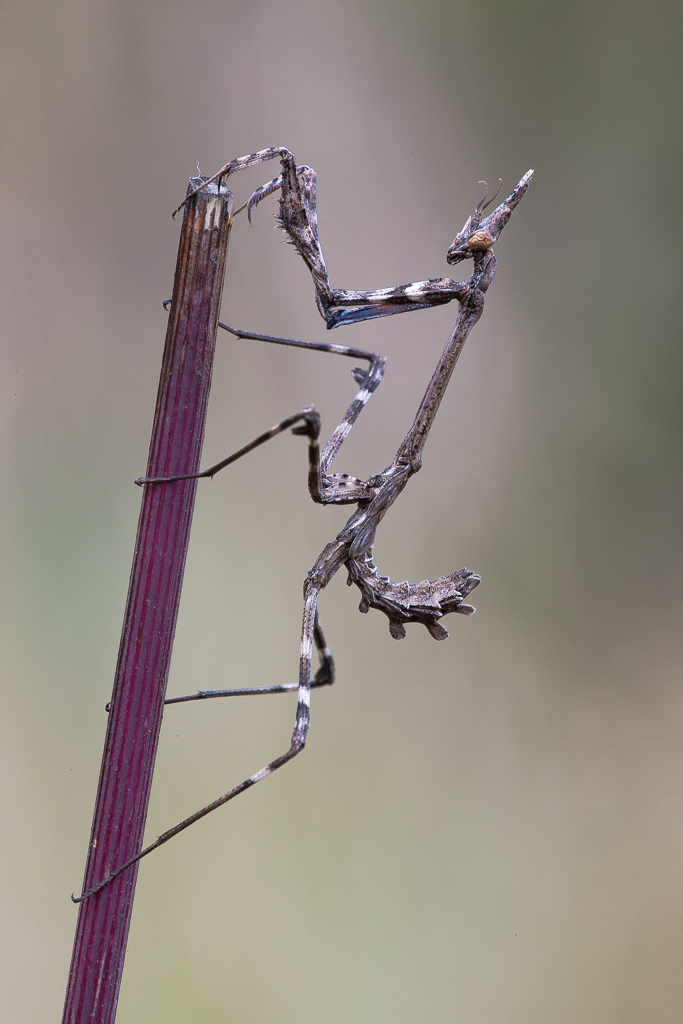 Empusa Pennata