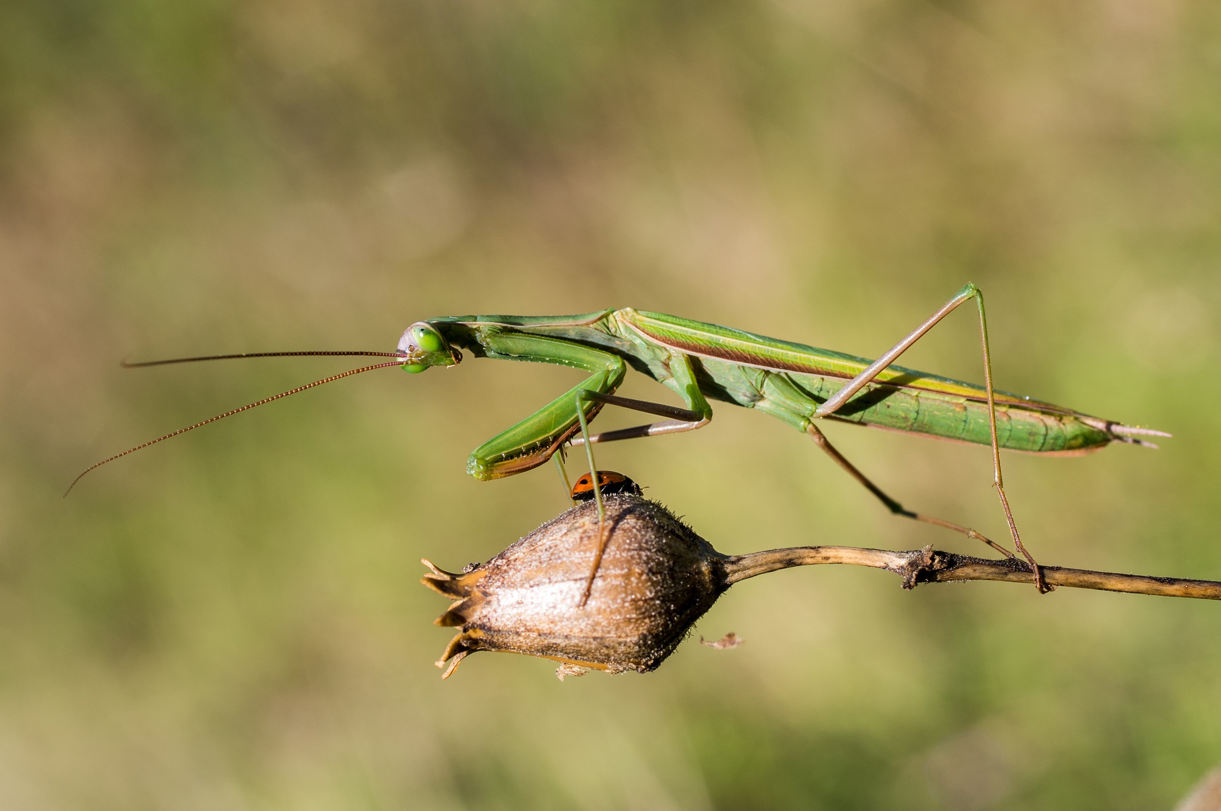 oh oh, I bled to see a mantis ...