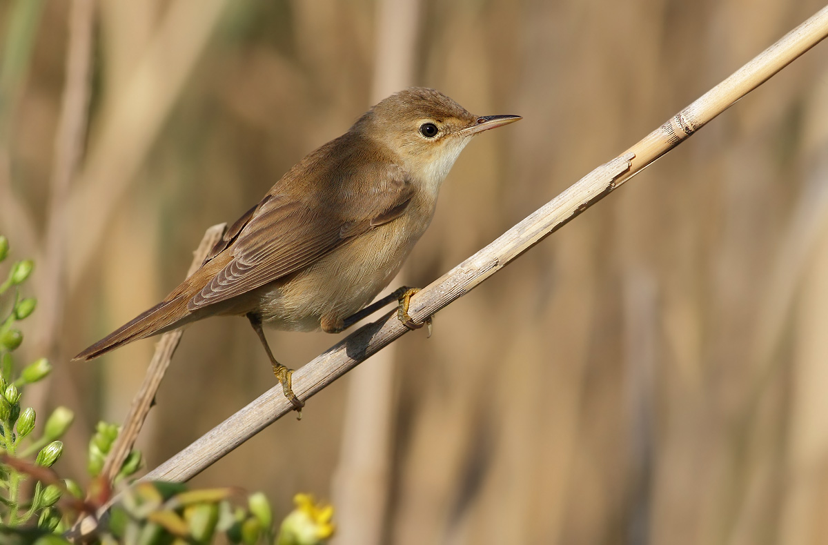 Marsh Warbler