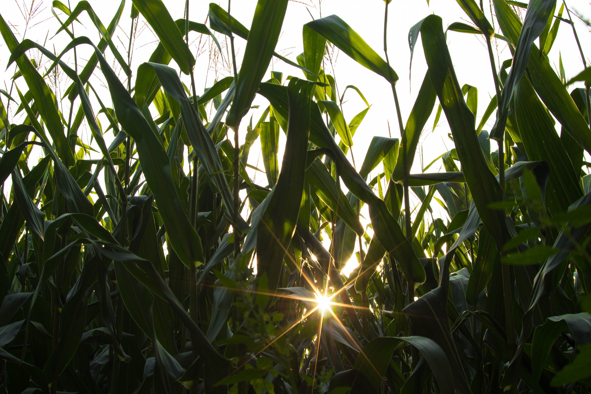 Stella between the ears