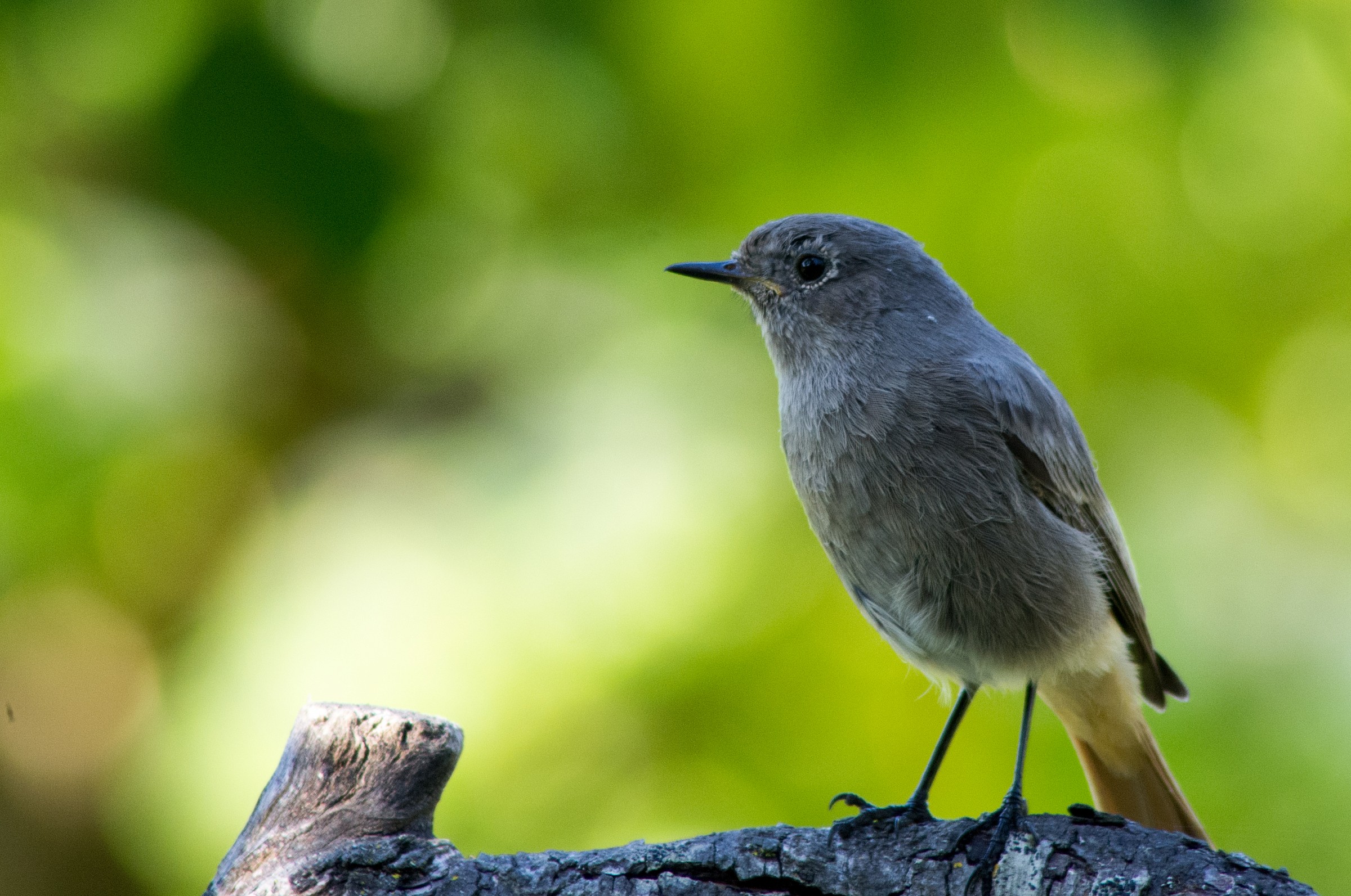 redstart female