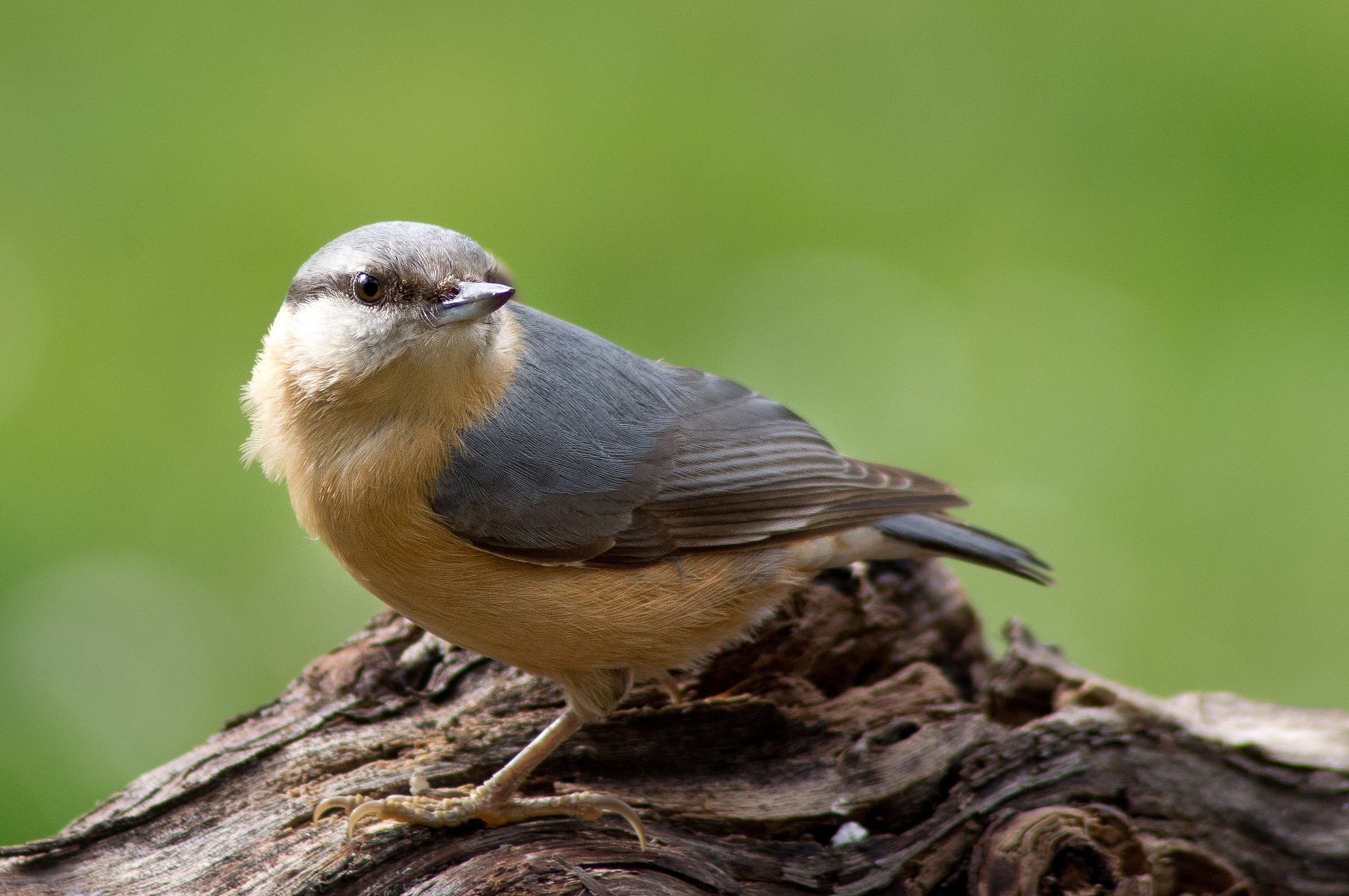 nuthatch