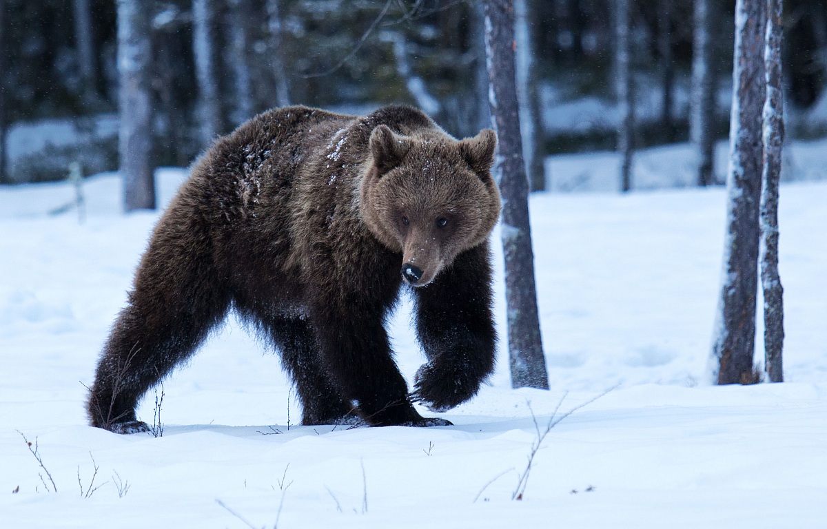 giovane orso all'alba