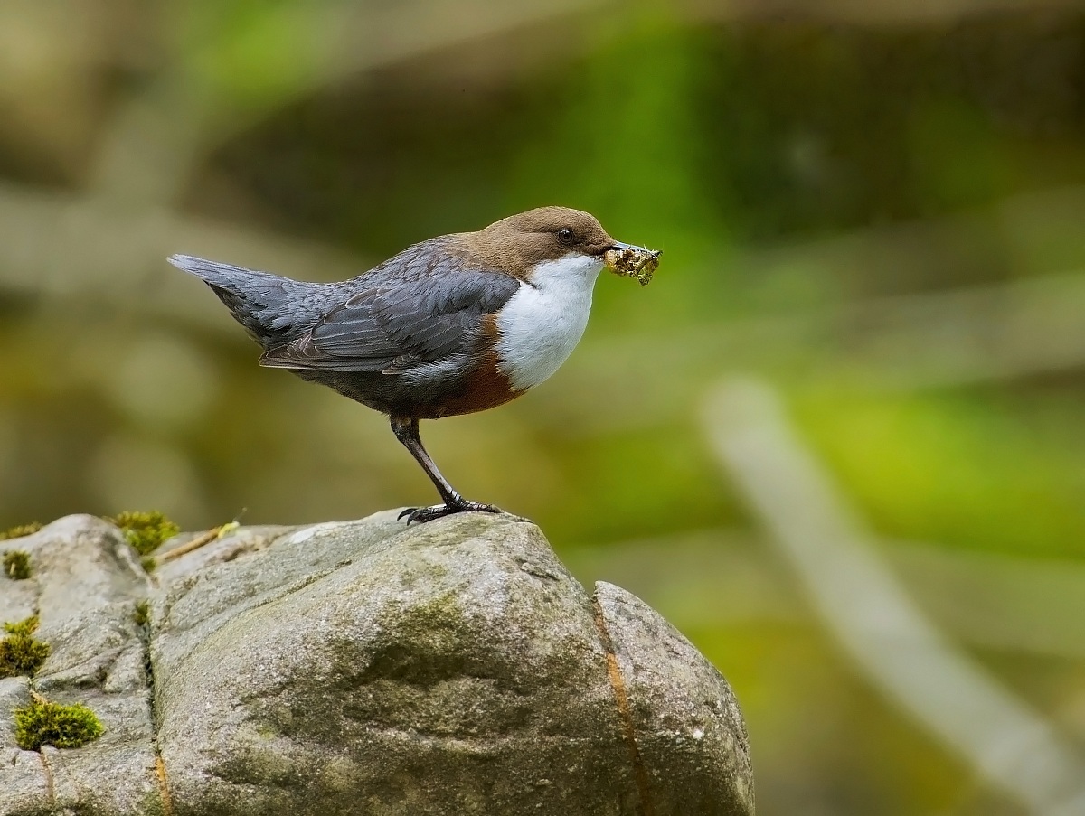 Dipper