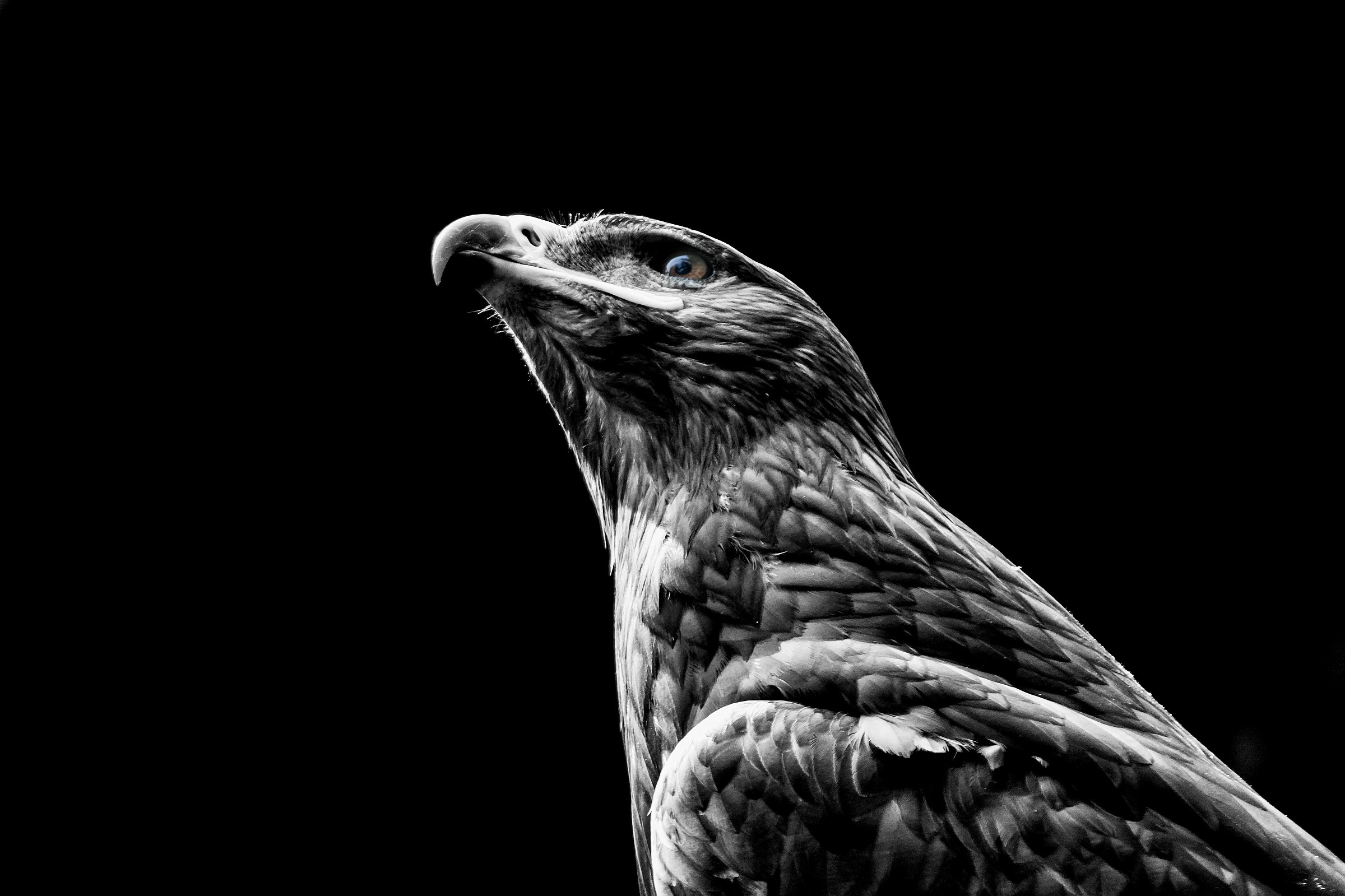 Guardare in alto. Sempre.