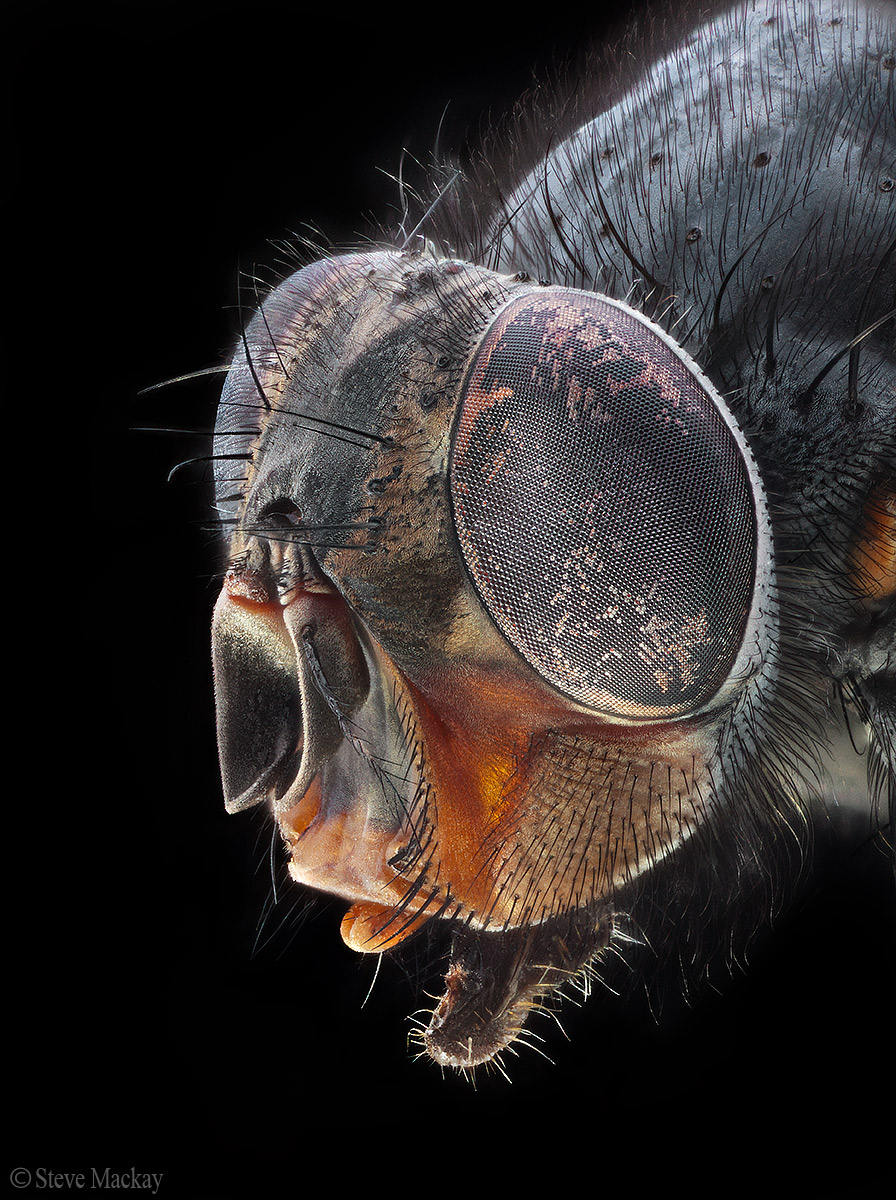 The Fly