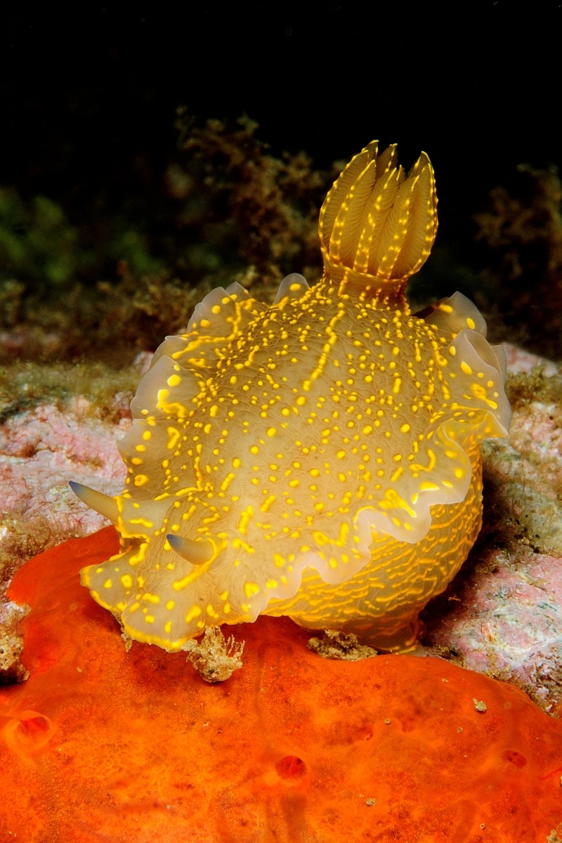 nudibranch