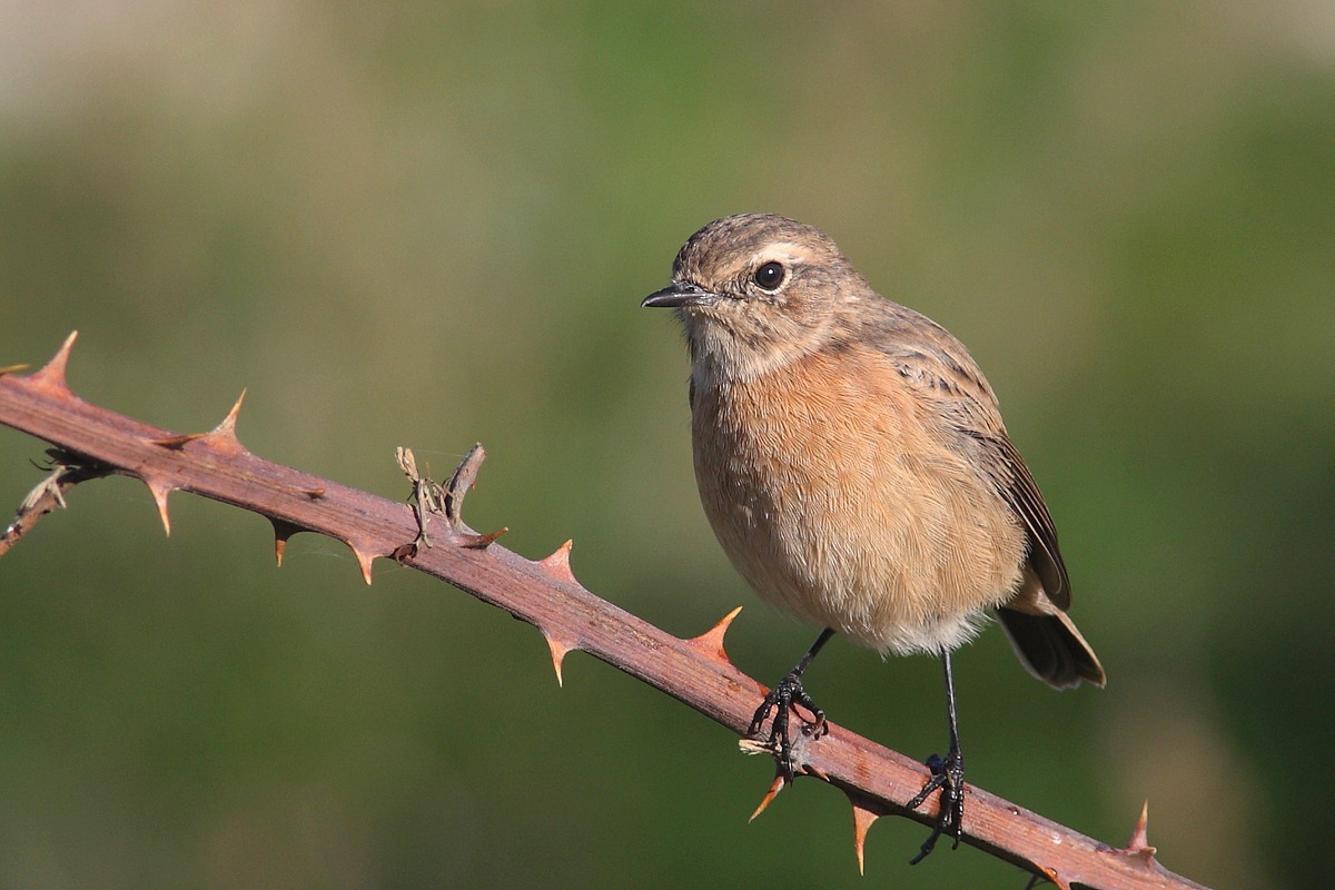 Stonechat