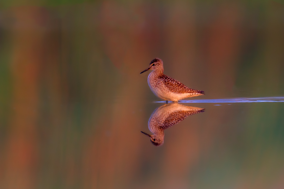 Sandpiper at first light