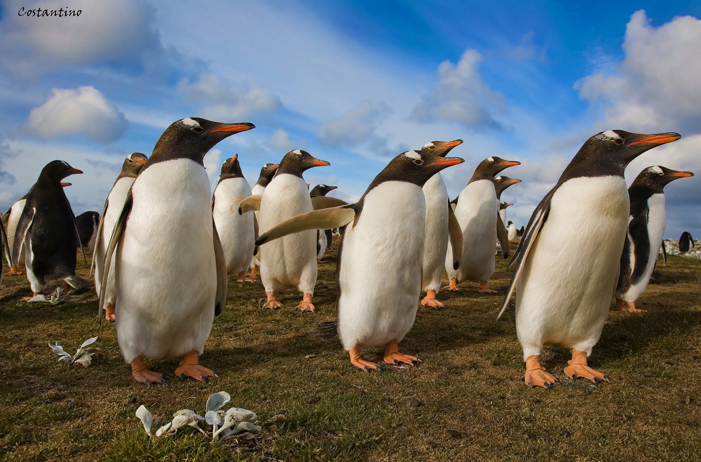 Gentoo Penguin (Pygoscelis papua)