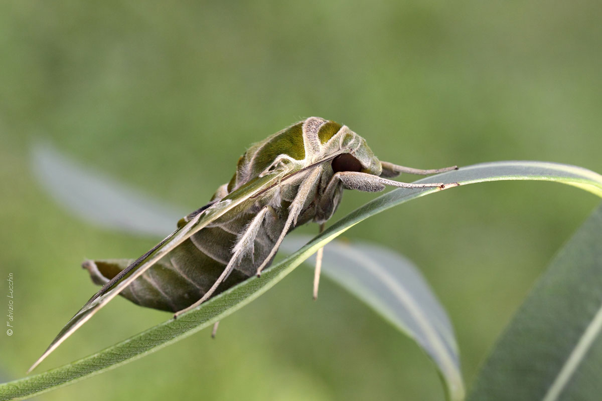 Sphinx oleander