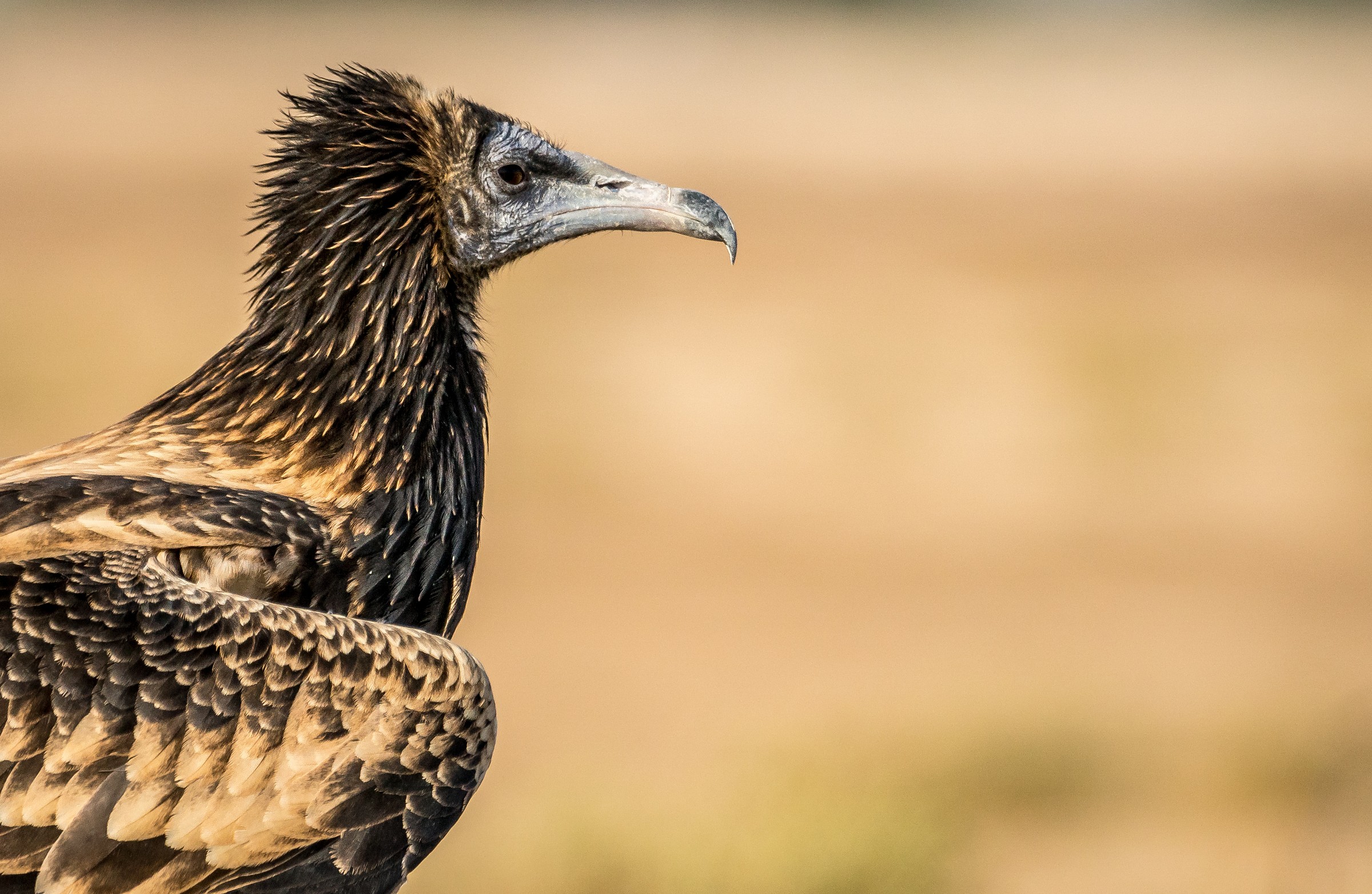 Egyptian Vulture Portrait