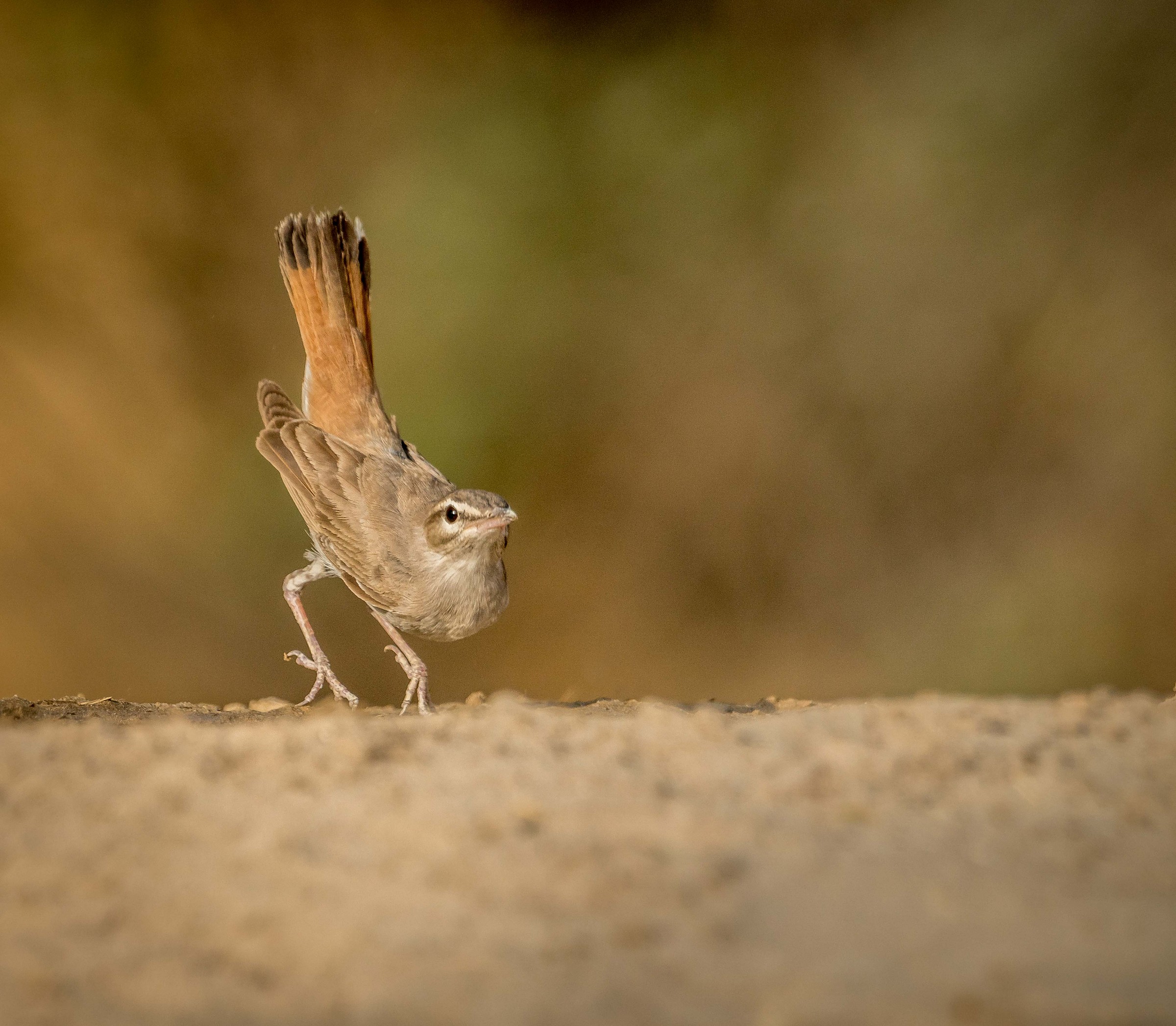 Suonare Il Pianoforte