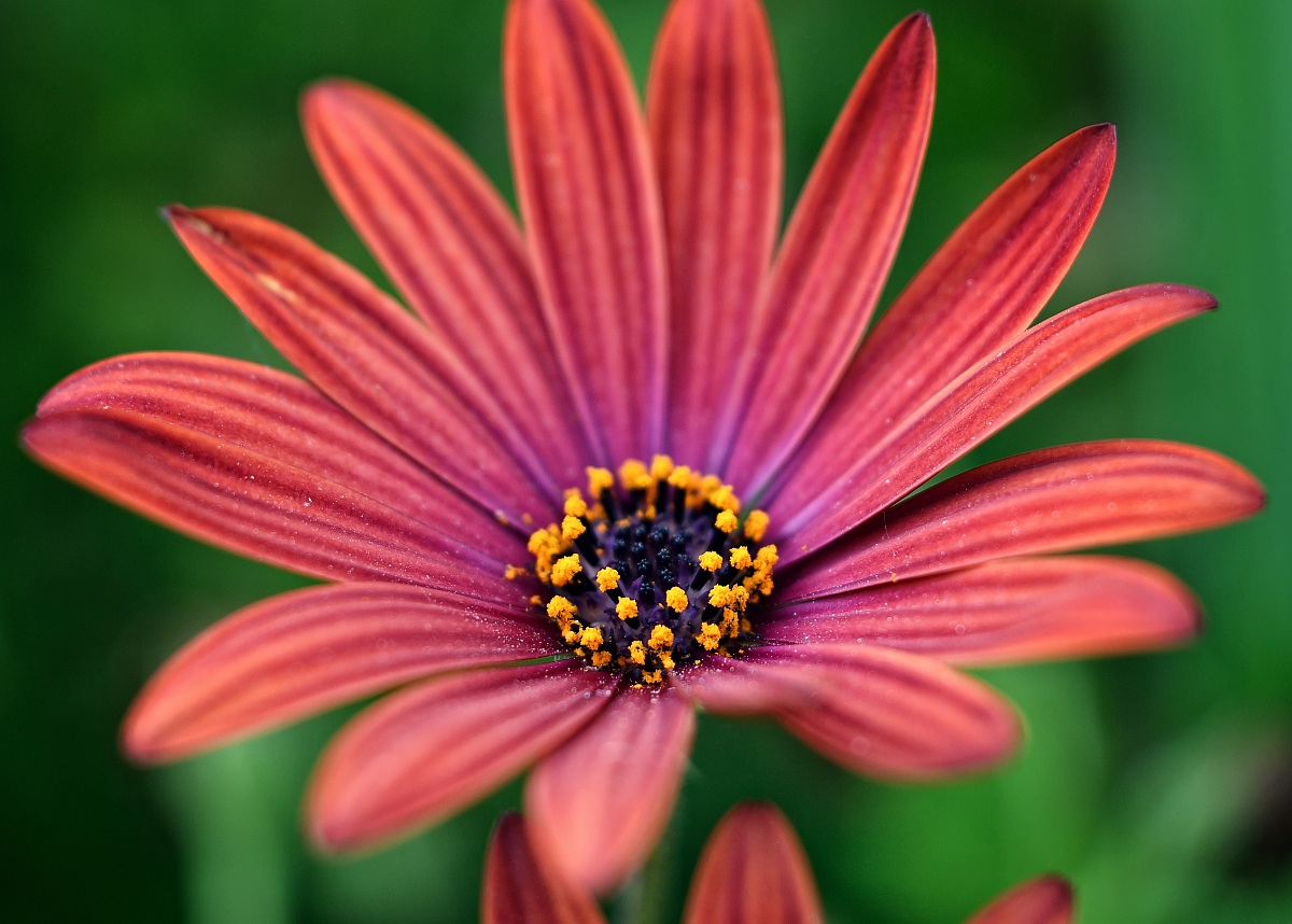 I fiori sono di amore più vero Lingua