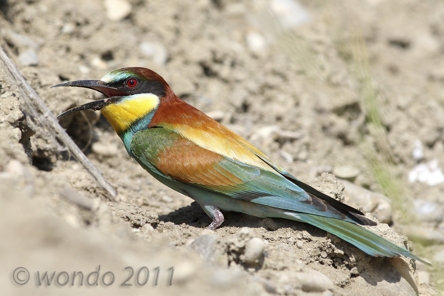 Merops apiaster (Bee) 12