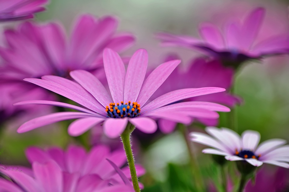 Fiori può svanire, ma indugia memoria profumati