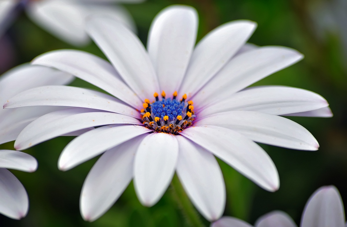 Ci sono sempre i fiori per coloro che sono disposti a vedere