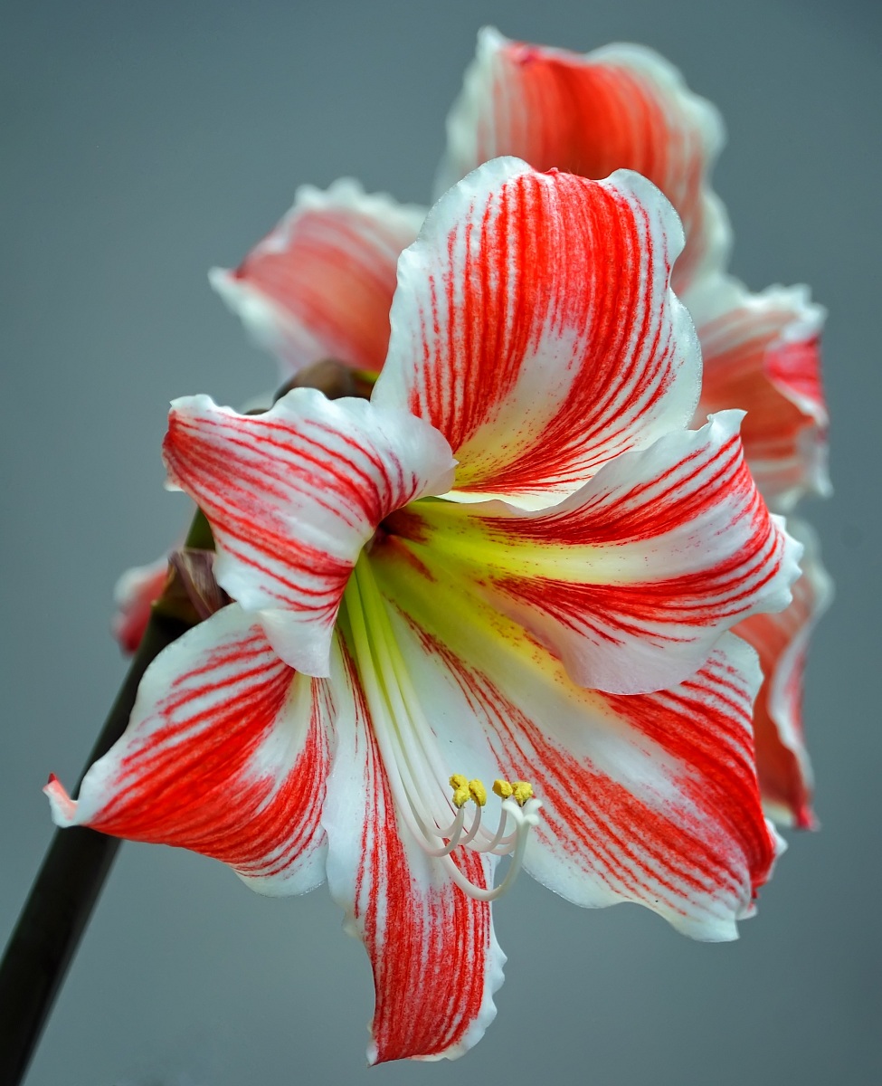 I modelli della natura