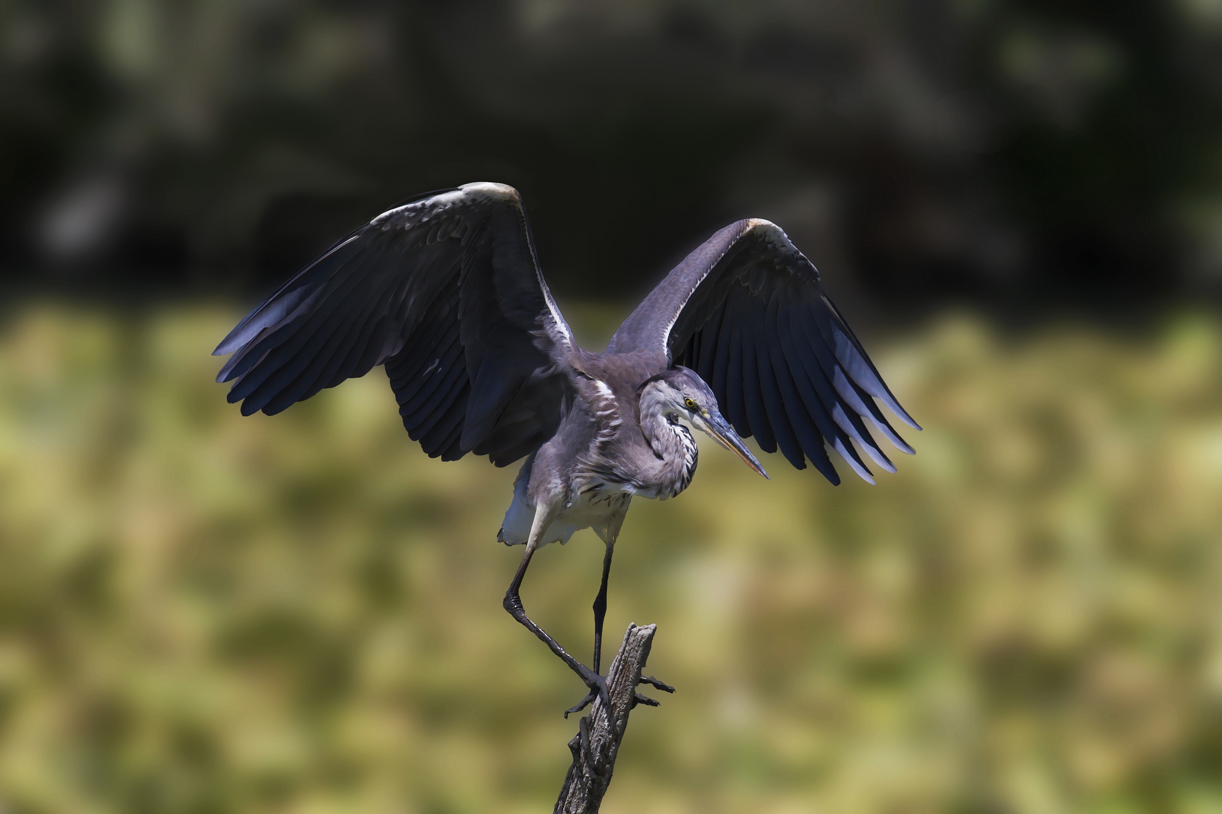 Cenerino in atterraggio su posatoio