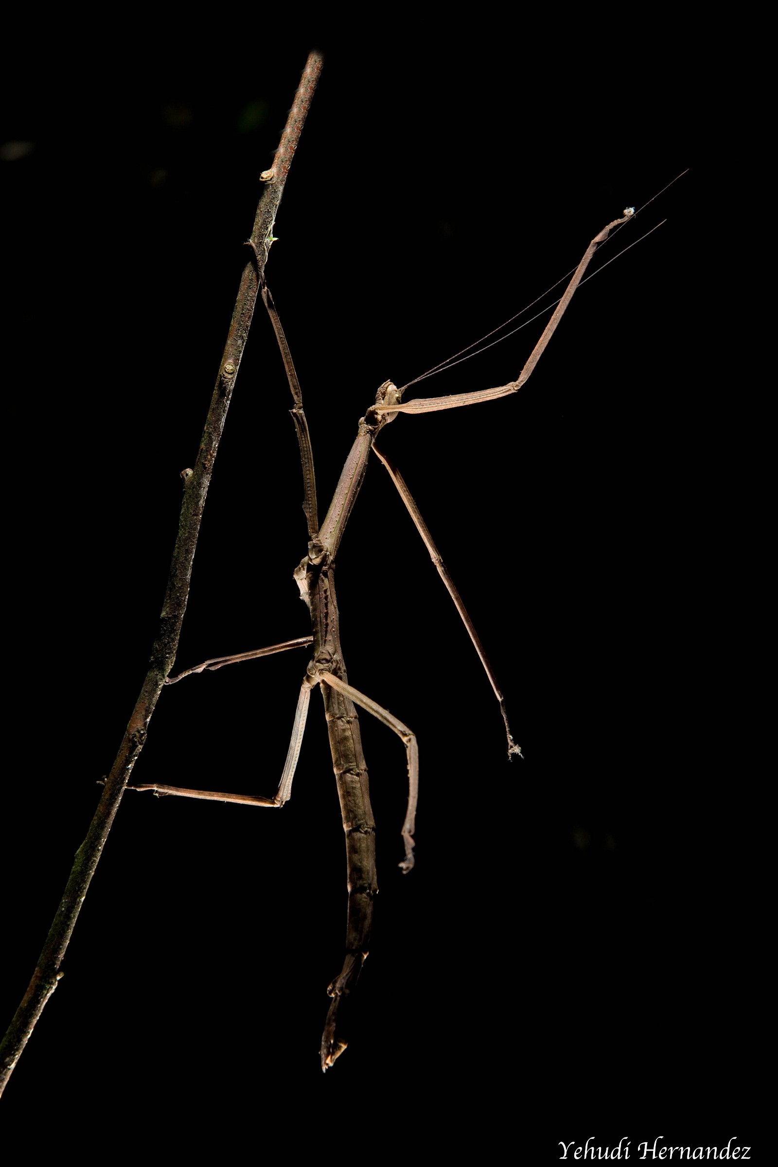 Bastone da passeggio