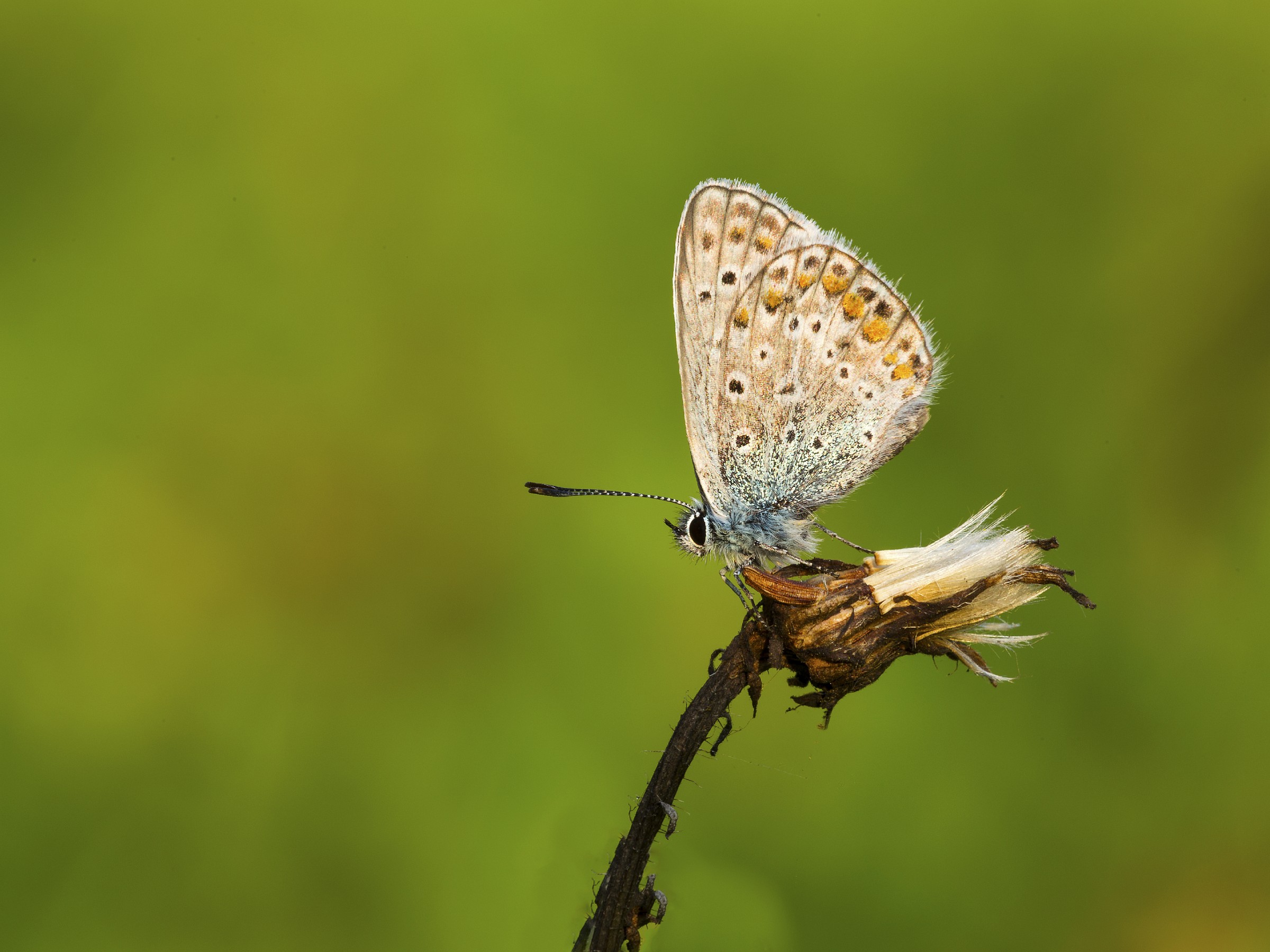 Polyommatus Thersites