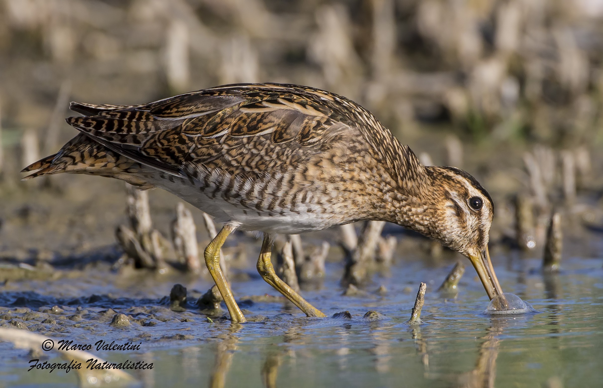 Beccaccino e la bolla