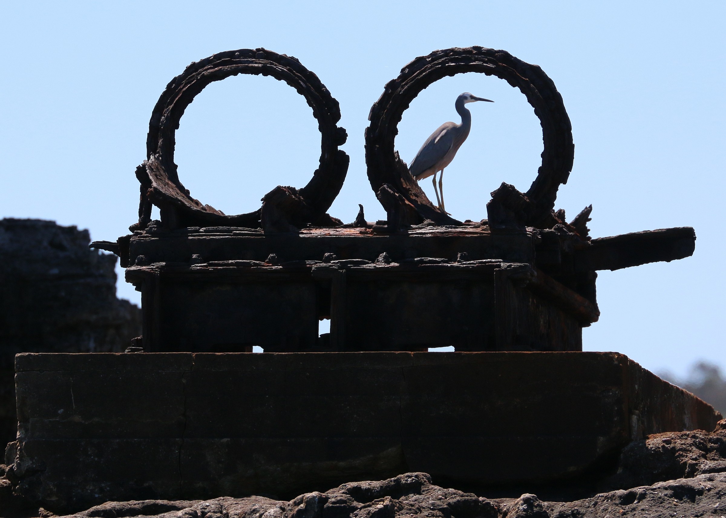 The Tubes has a resident!