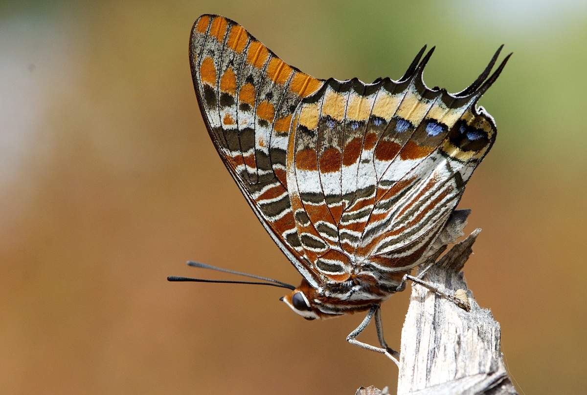 Charaxes jasus (Nymph of the arbutus)