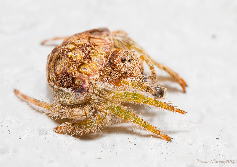 Orb Weaver Spider and Prey