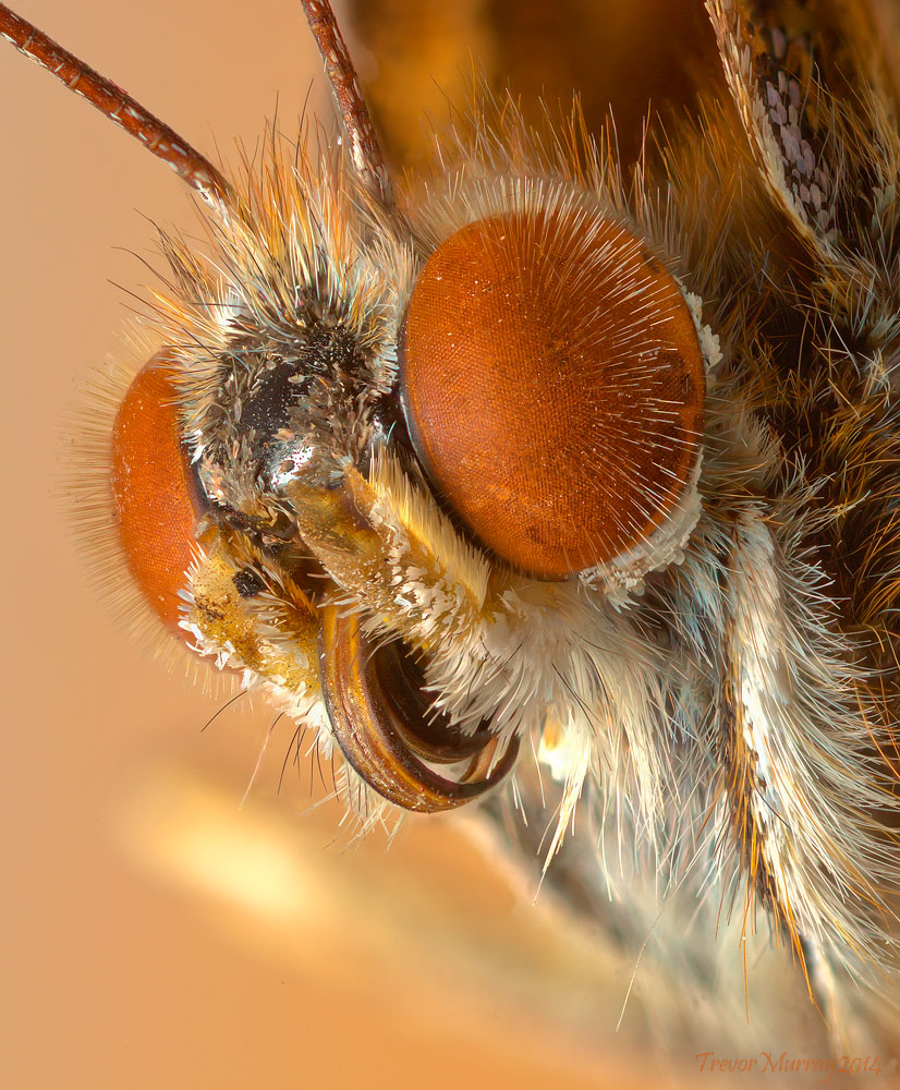 Expired Butterfly portrait