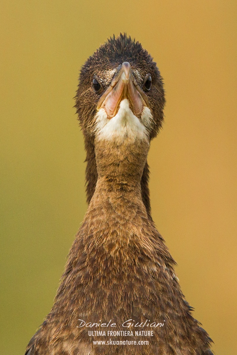 Marangone Minore...ritratto