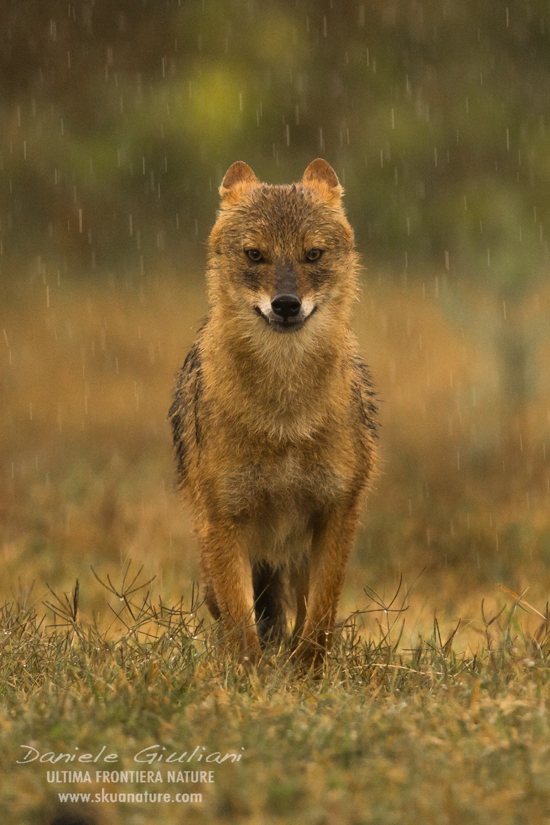 Under the rain...Golden Jackal