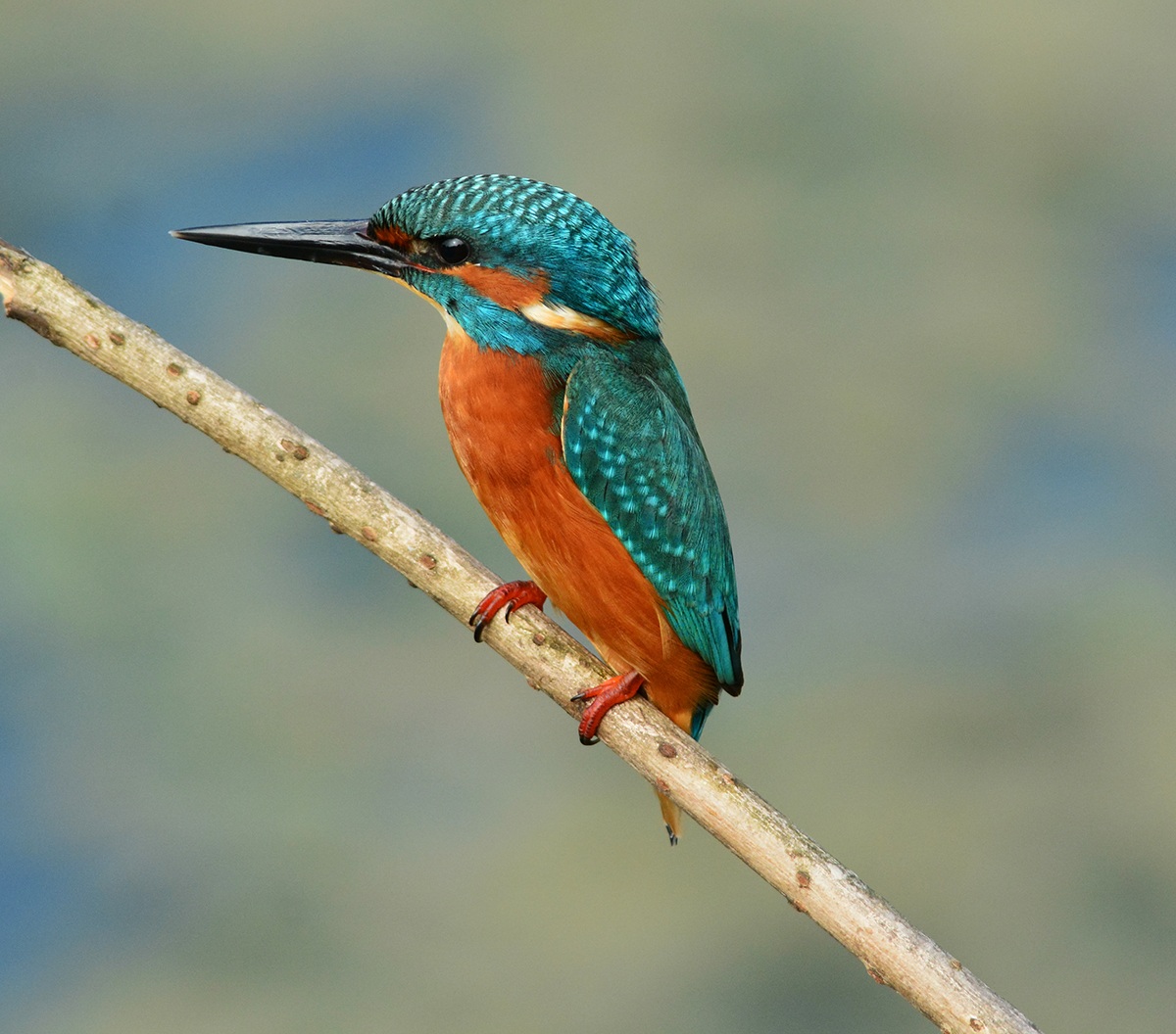 martin pescatore nella nebbia di ottobre