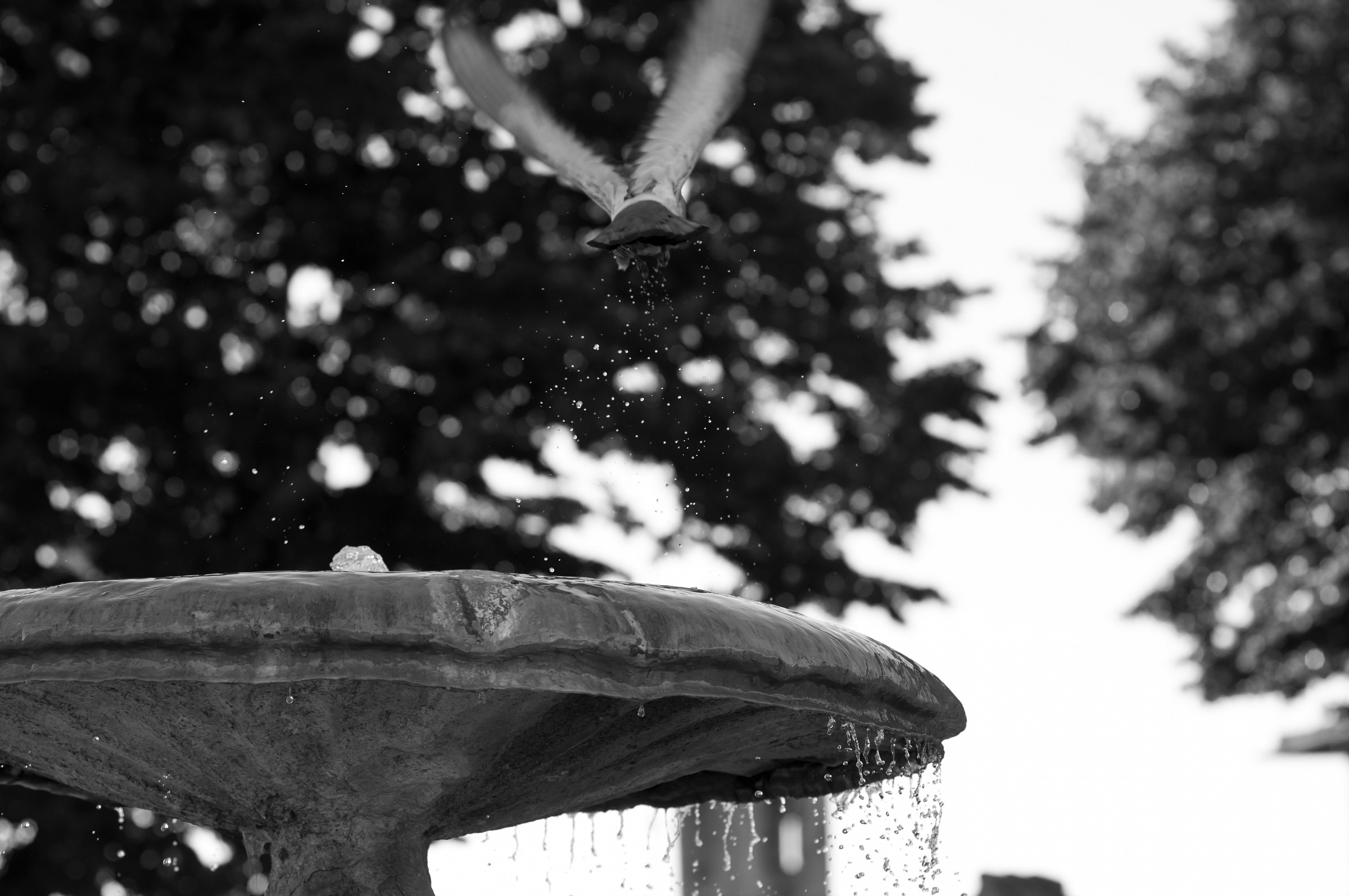 Le ali della libertà