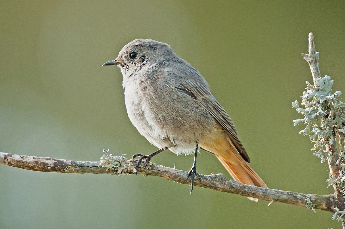 codirosso spazzacamino