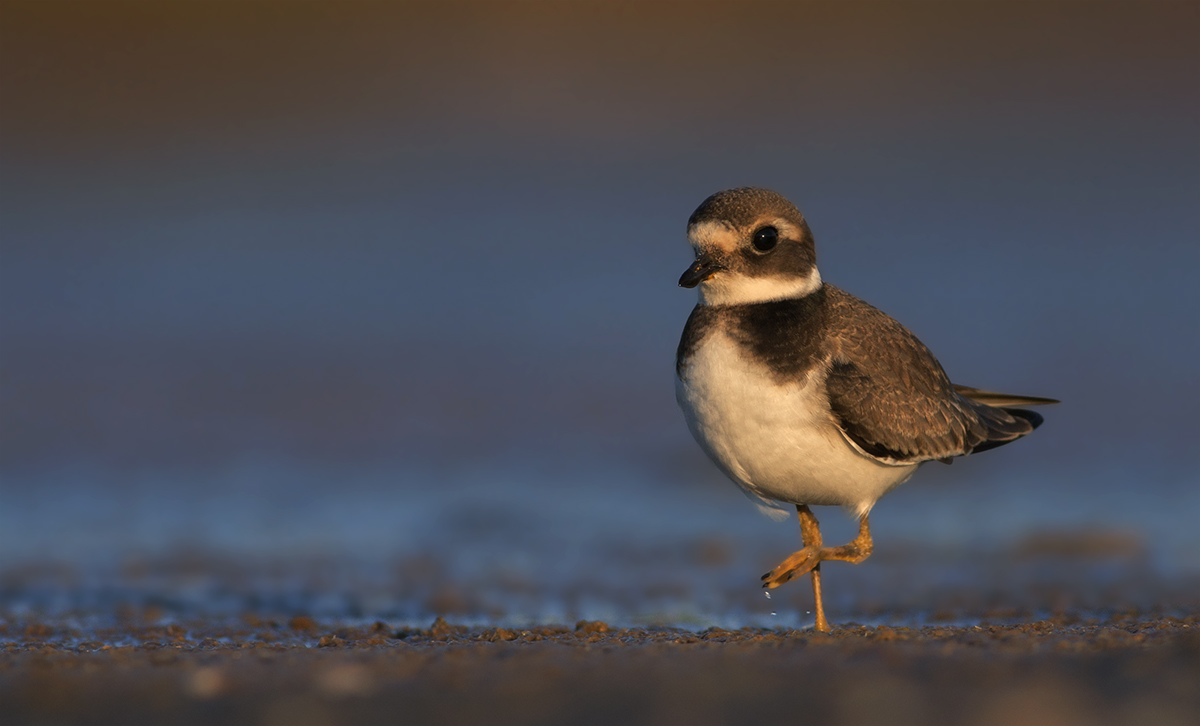 Corriere Grosso juv all'alba