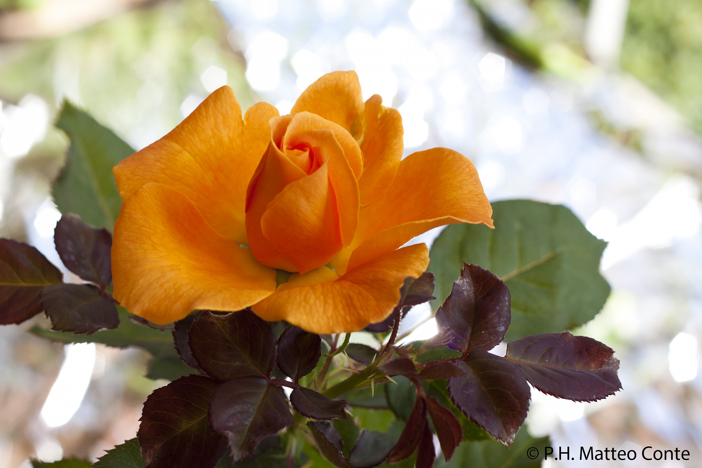 Orange Rose 1