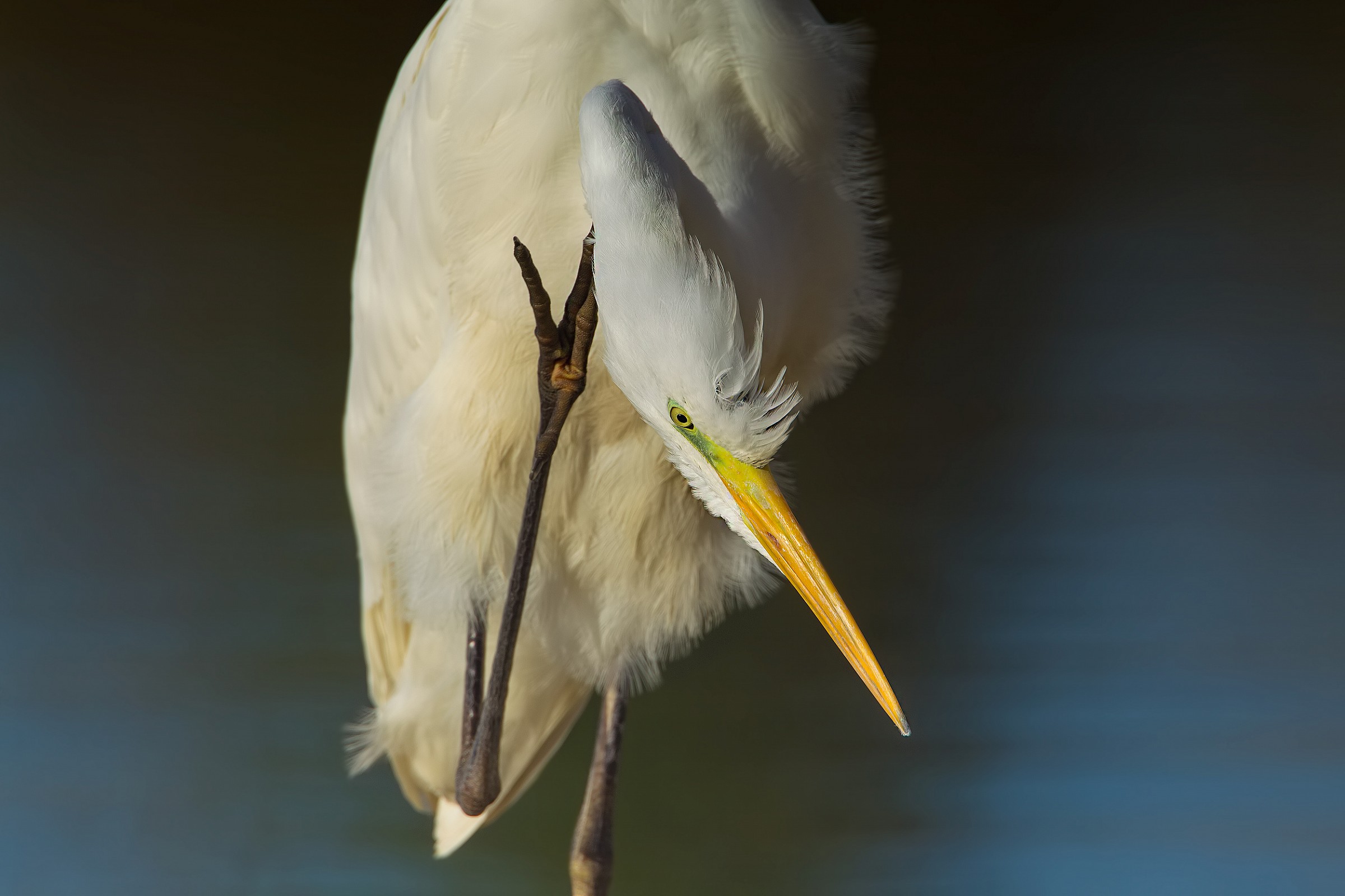 What did you say ... ???