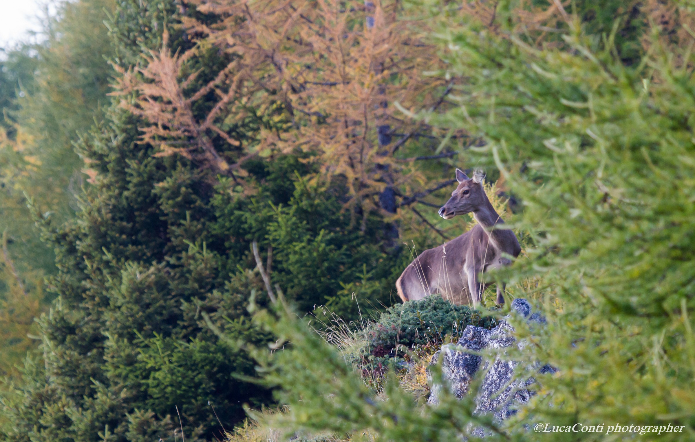 Valtellina, belling 2014