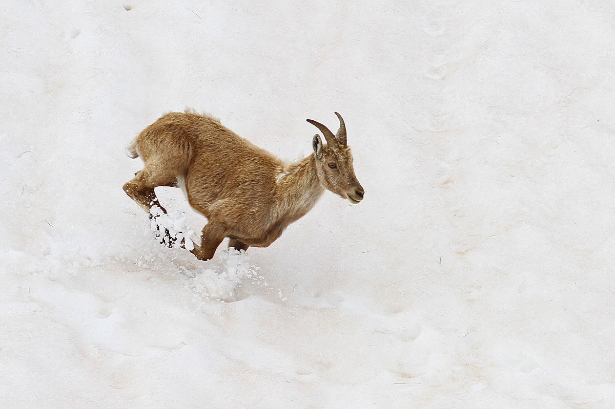 Corsa sulla neve - Giovane Stambecco