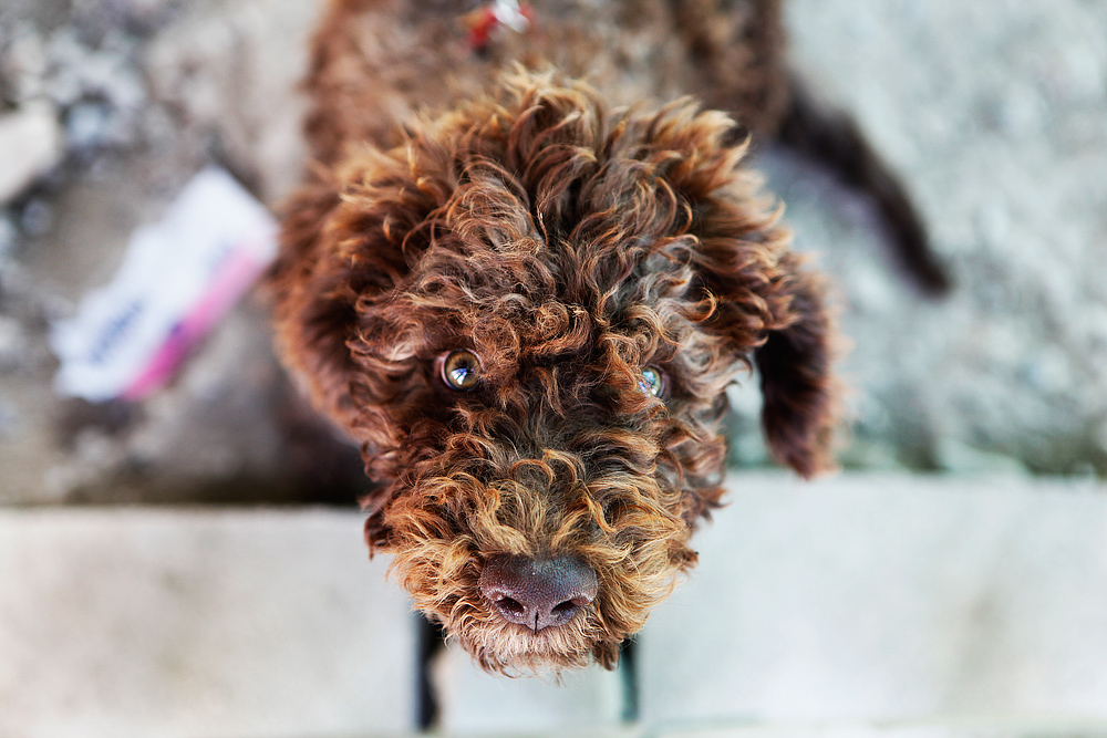 Ogni riccio un capriccio
