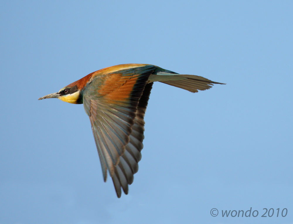 Merops apiaster (Bee) 15