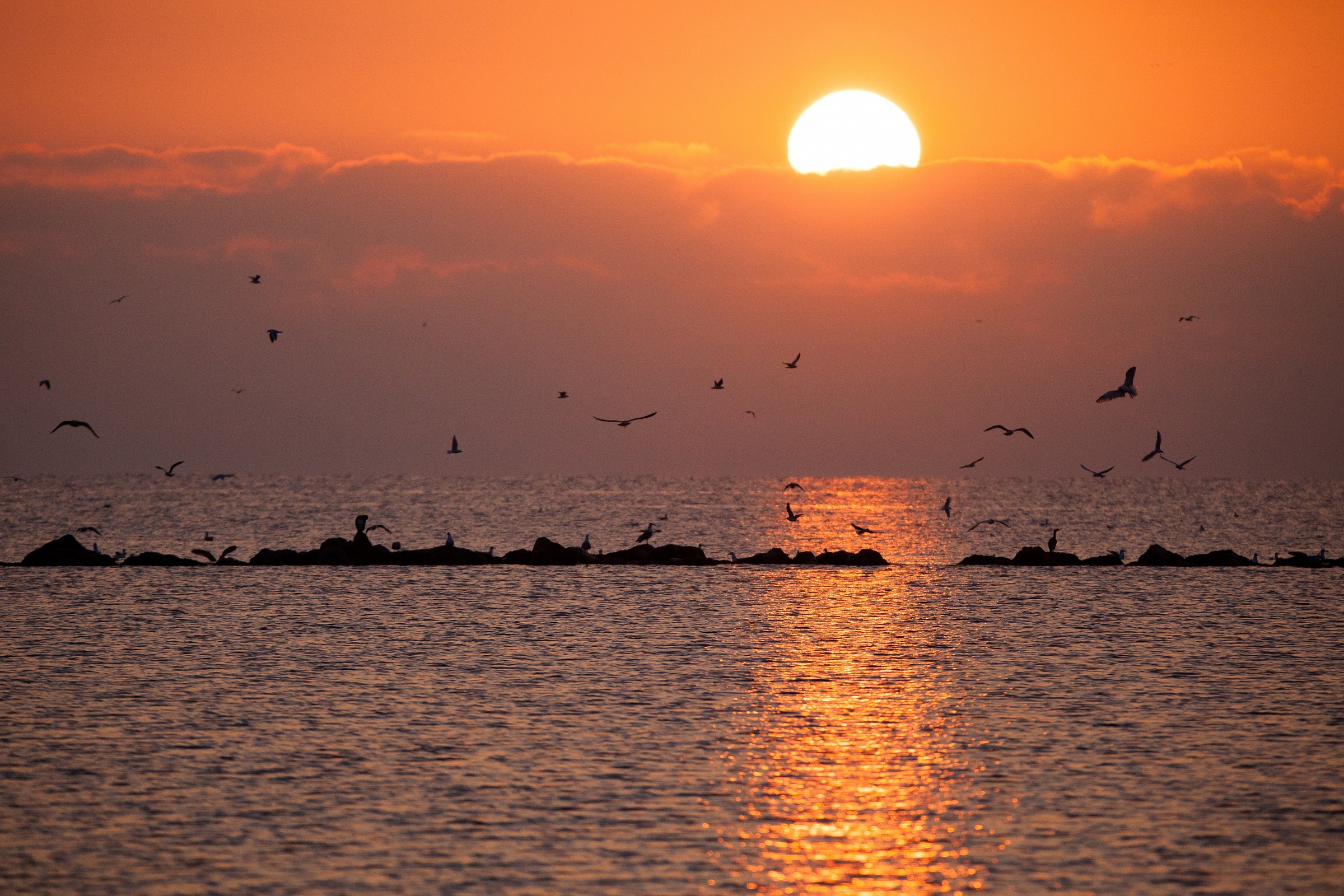Sunrise and sea gulls